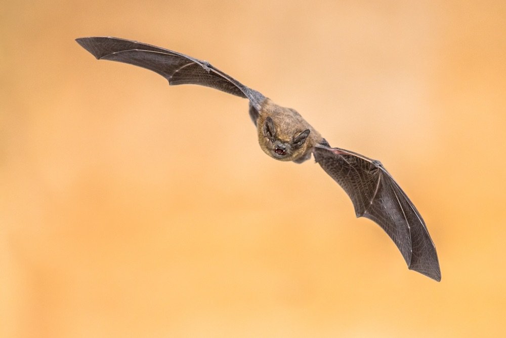 High-speed action shot of a bat flying. Close-up animal portrait in flight.
