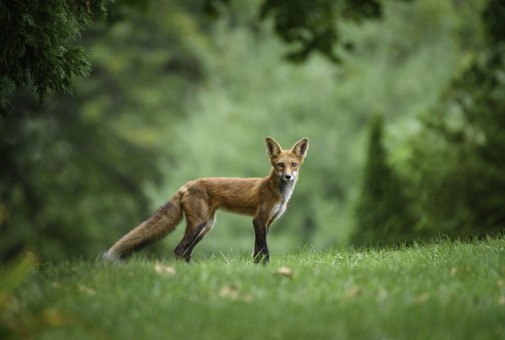 A wildlife image by Lisa Connor